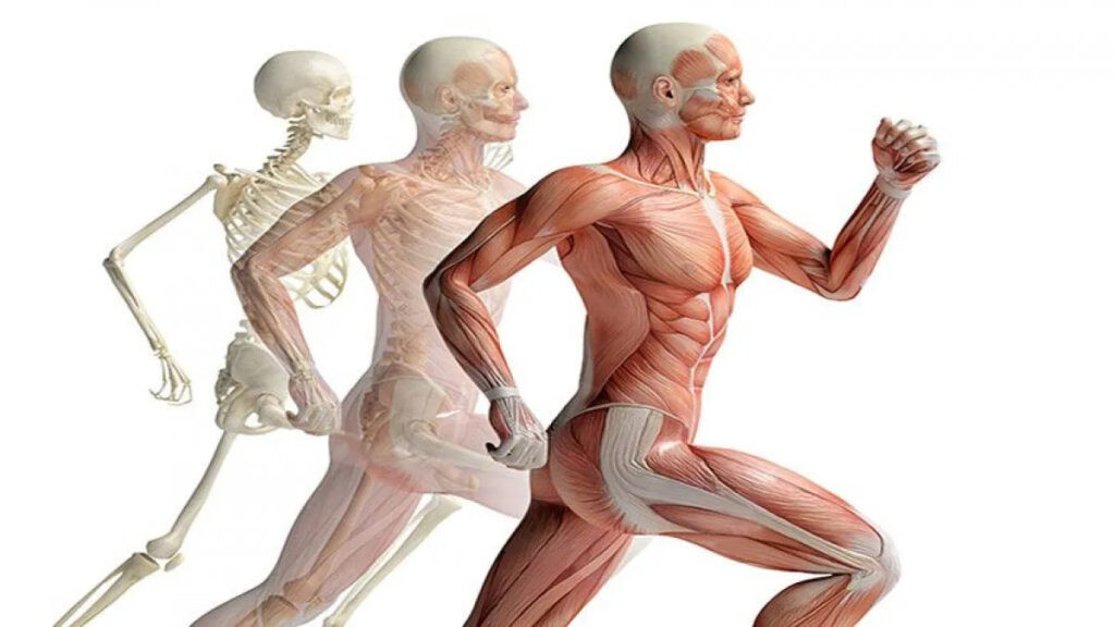 Introductory Kinesiology, Grade 12 (PSK4U)